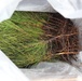 Thousands of trees planted in Fort McCoy training areas during week of Arbor Day