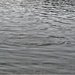 Thousands of rainbow trout stocked at Fort McCoy in time for 2022 fishing season