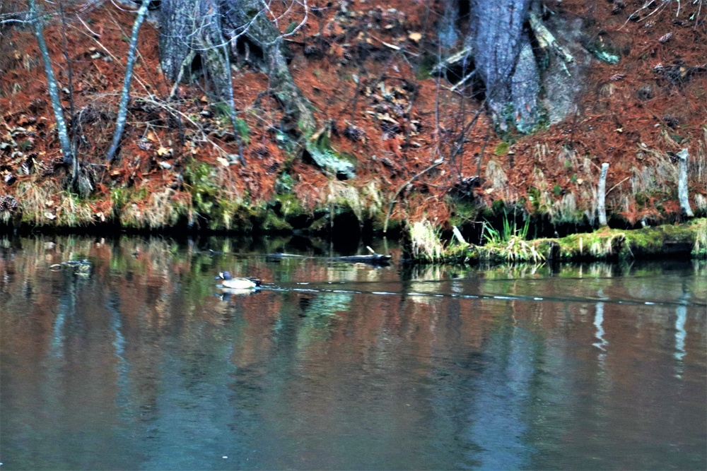 Fort McCoy Wildilife