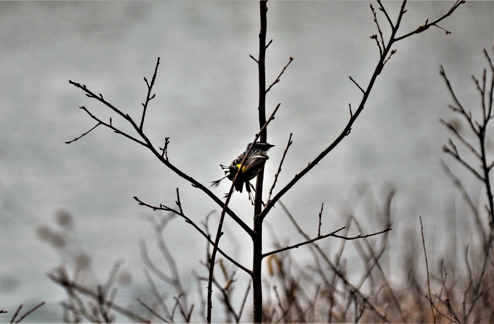 Fort McCoy Wildilife