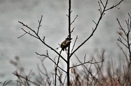 Fort McCoy Wildilife