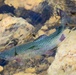 Thousands of rainbow trout stocked at Fort McCoy in time for 2022 fishing season