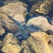 Thousands of rainbow trout stocked at Fort McCoy in time for 2022 fishing season