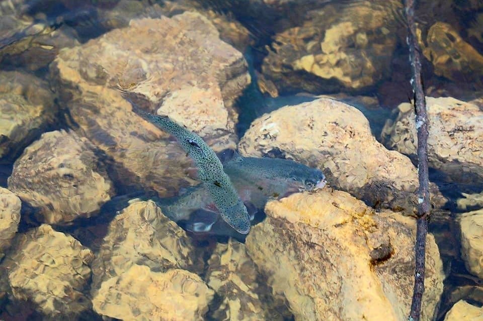 Thousands of rainbow trout stocked at Fort McCoy in time for 2022 fishing season