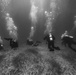 Ex TRADEWINDS 22 - Check out dive