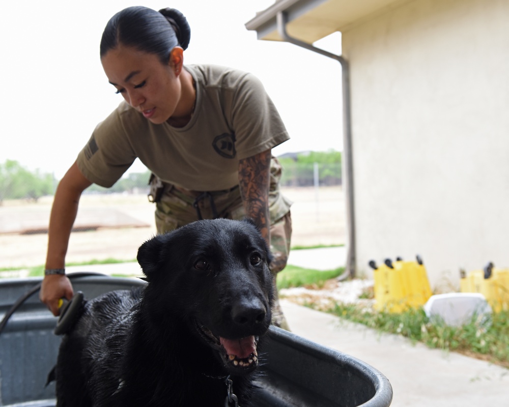 Give a dog a bath