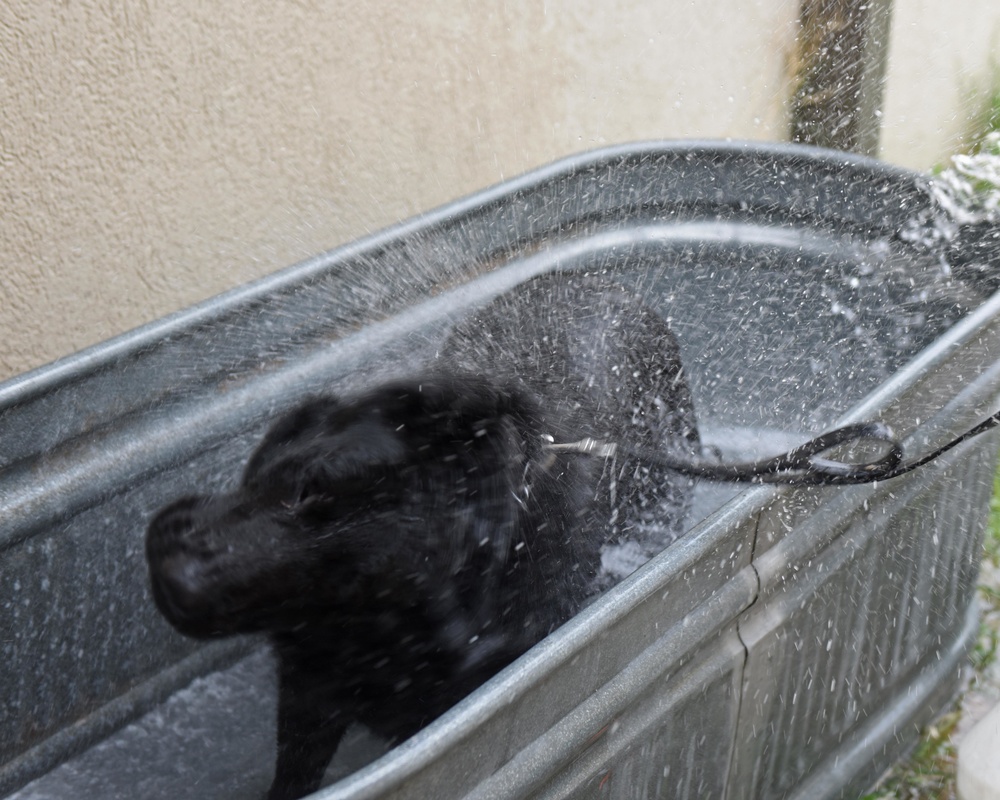 Give a dog a bath