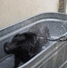 Give a dog a bath