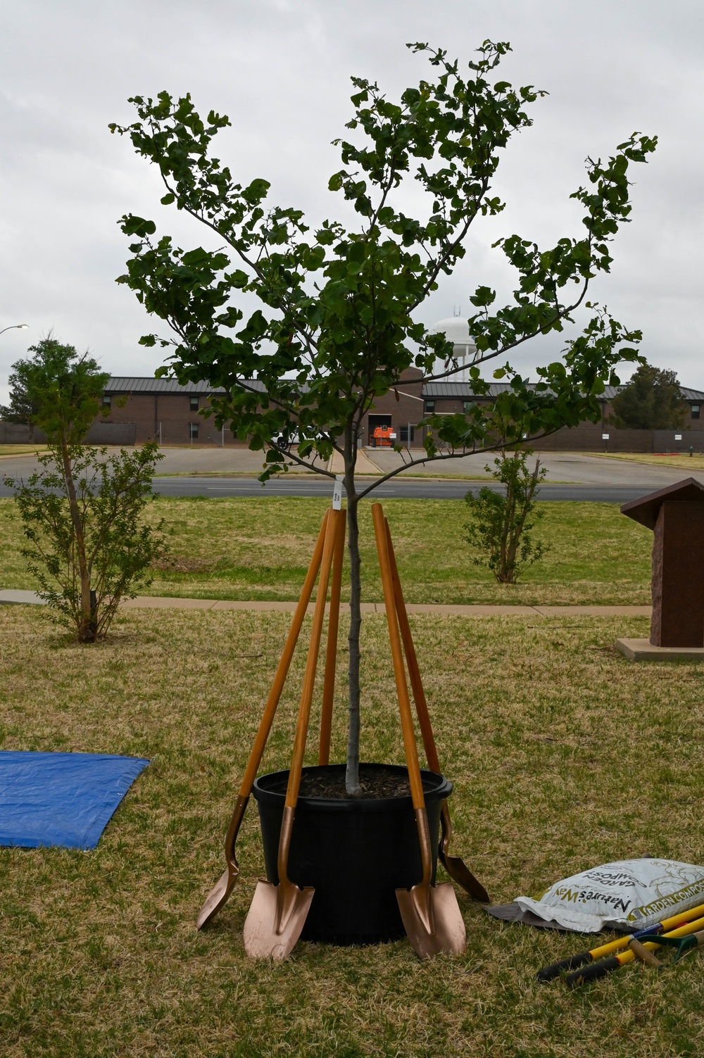 State tree planted to commemorate AAFB history