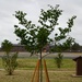 State tree planted to commemorate AAFB history