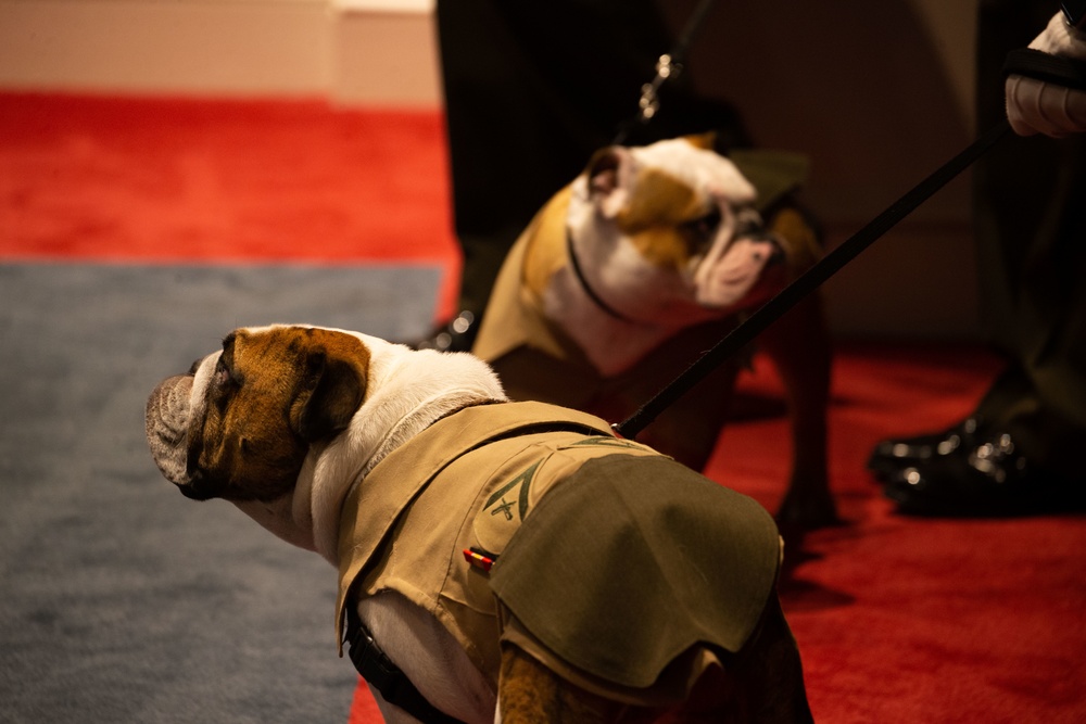 Private Chesty XVI relieves Lance Cpl. Chesty XV as the official Marine Corps mascot