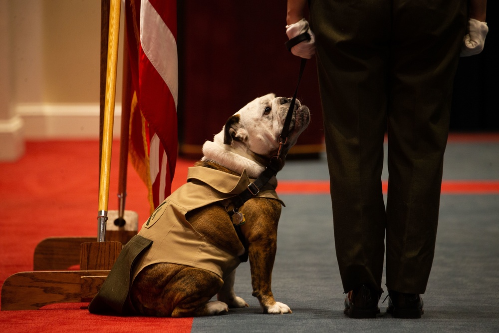 Private Chesty XVI relieves Lance Cpl. Chesty XV as the official Marine Corps mascot