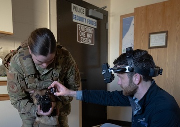 Ophthalmologist screens 673d Security Forces Squadron military working dogs