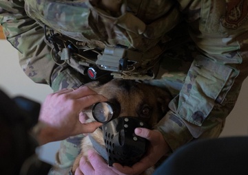 Ophthalmologist screens 673d Security Forces Squadron military working dogs