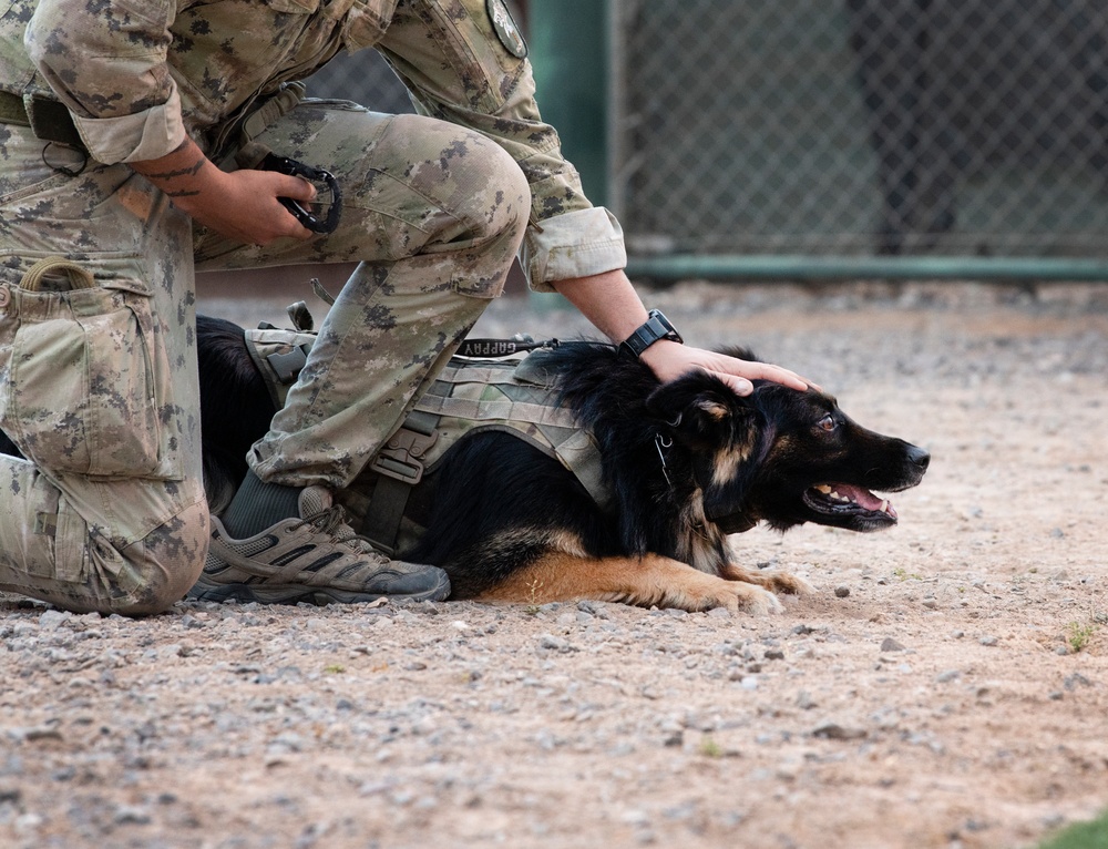 Canine soldiers from US, France and Italy train in Africa