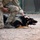 Canine soldiers from US, France and Italy train in Africa