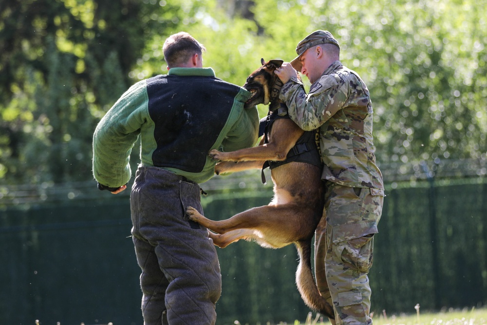 Hardest Hitting Dog event, 2022 International Working Dog Competition