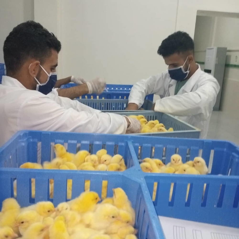 Workers from the Hasakah Directorate of Agriculture and Animal Welfare sort through newly hatched chicks.