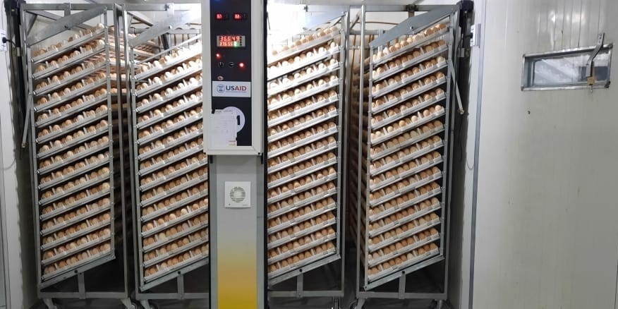 Eggs in the incubator at the chick hatchery in Hasakah