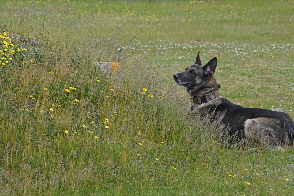 RAFM MWD competition