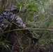 Force Reconnaissance Marines Patrol the Jungle of Okinawa