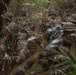 Force Reconnaissance Marines Patrol the Jungle of Okinawa