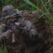 Force Reconnaissance Marines Patrol the Jungle of Okinawa