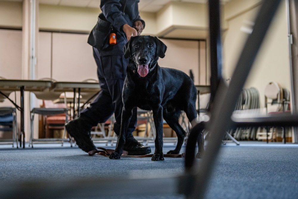 Historical Military Working Dog certification