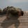Army National Guard Soldiers compete for regional Best Warrior Army National Guard Soldiers compete for regional Best Warrior
