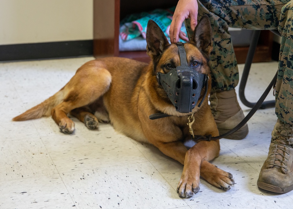 A day in the life of a military working dog