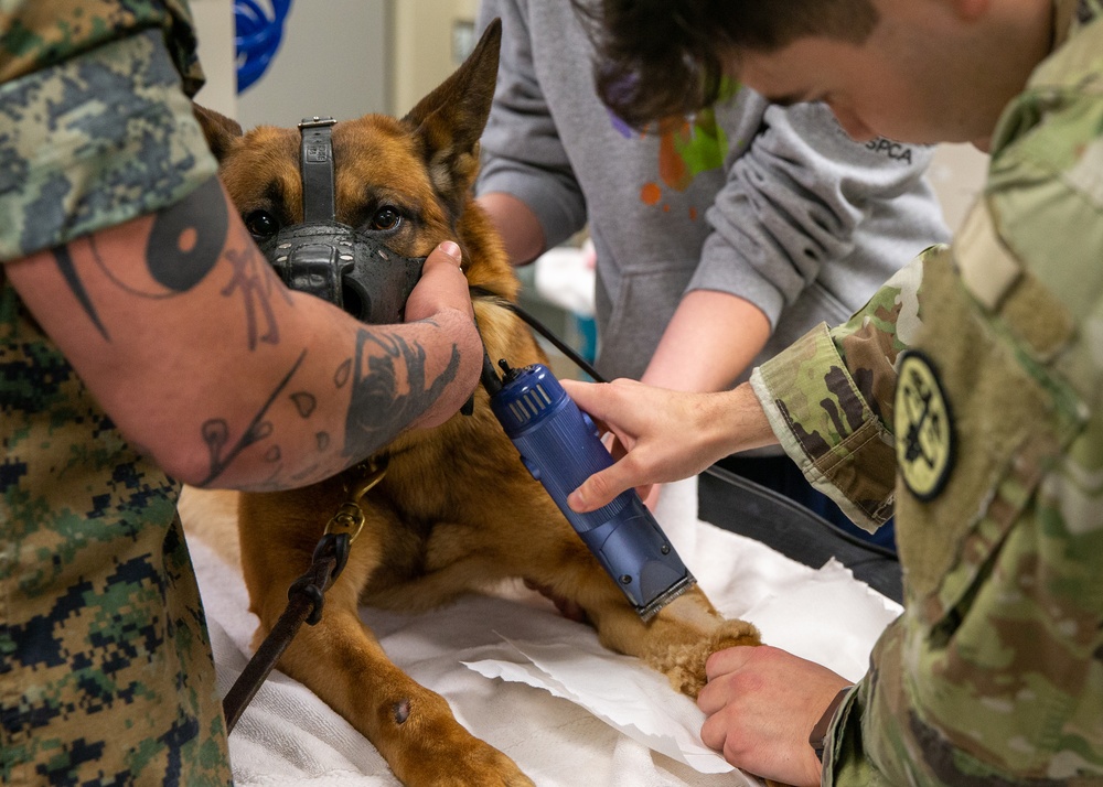 A day in the life of a military working dog