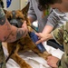 A day in the life of a military working dog