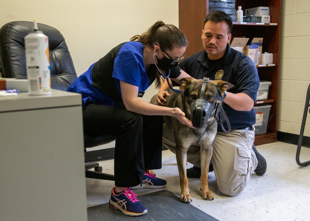 A day in the life of a military working dog