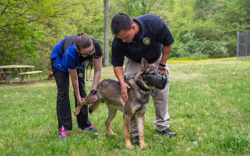 A day in the life of a military working dog