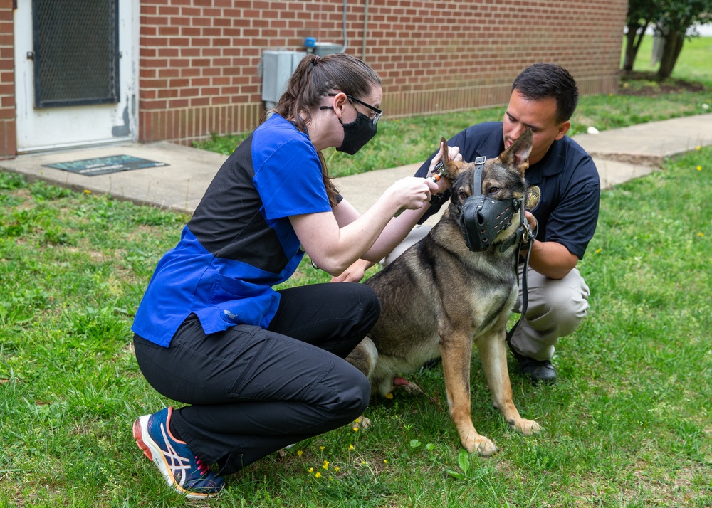 A day in the life of a military working dog