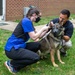 A day in the life of a military working dog