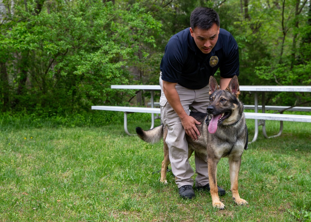 A day in the life of a military working dog