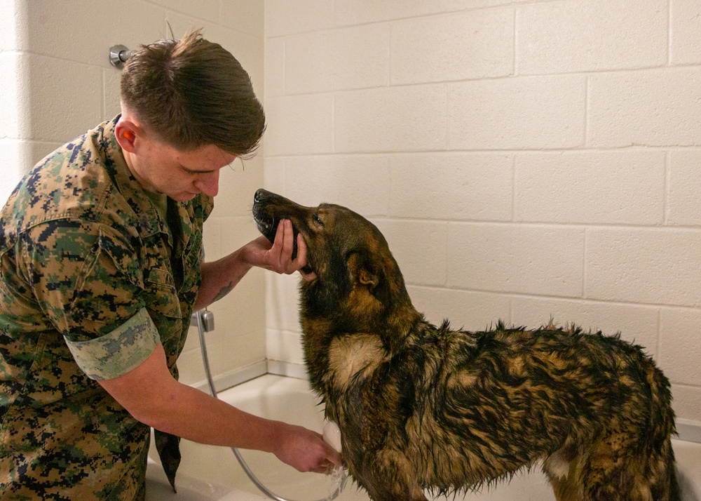 A day in the life of a military working dog