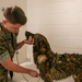 A day in the life of a military working dog