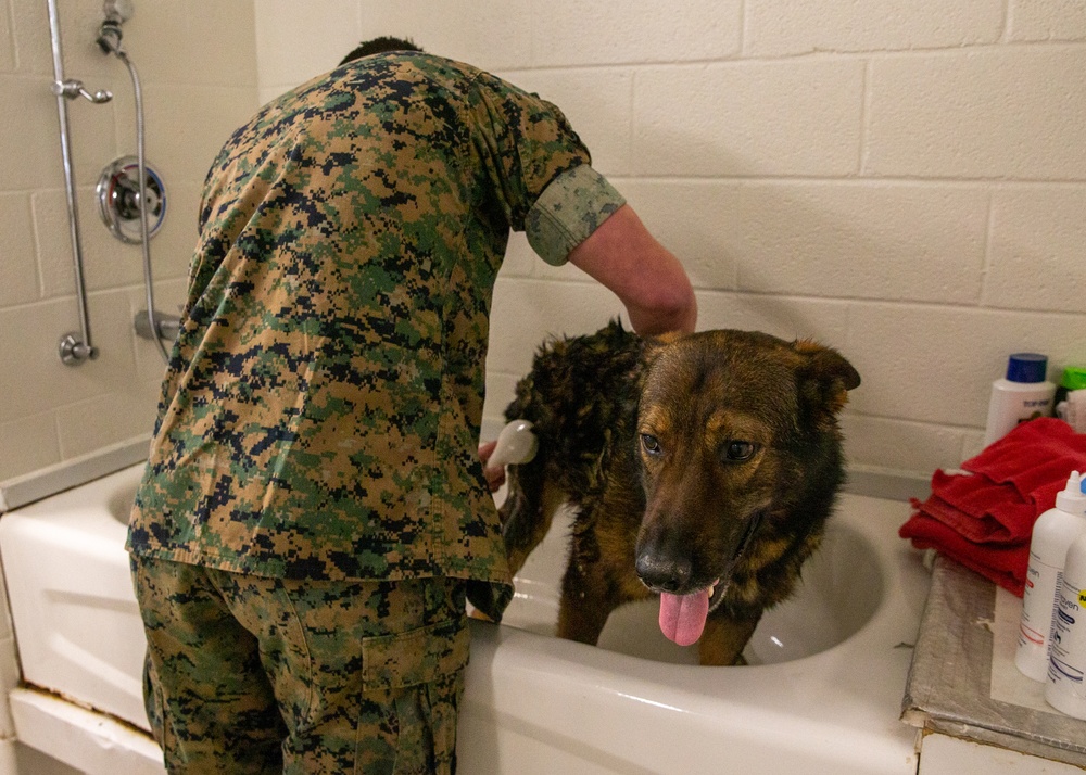 A day in the life of a military working dog