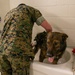 A day in the life of a military working dog