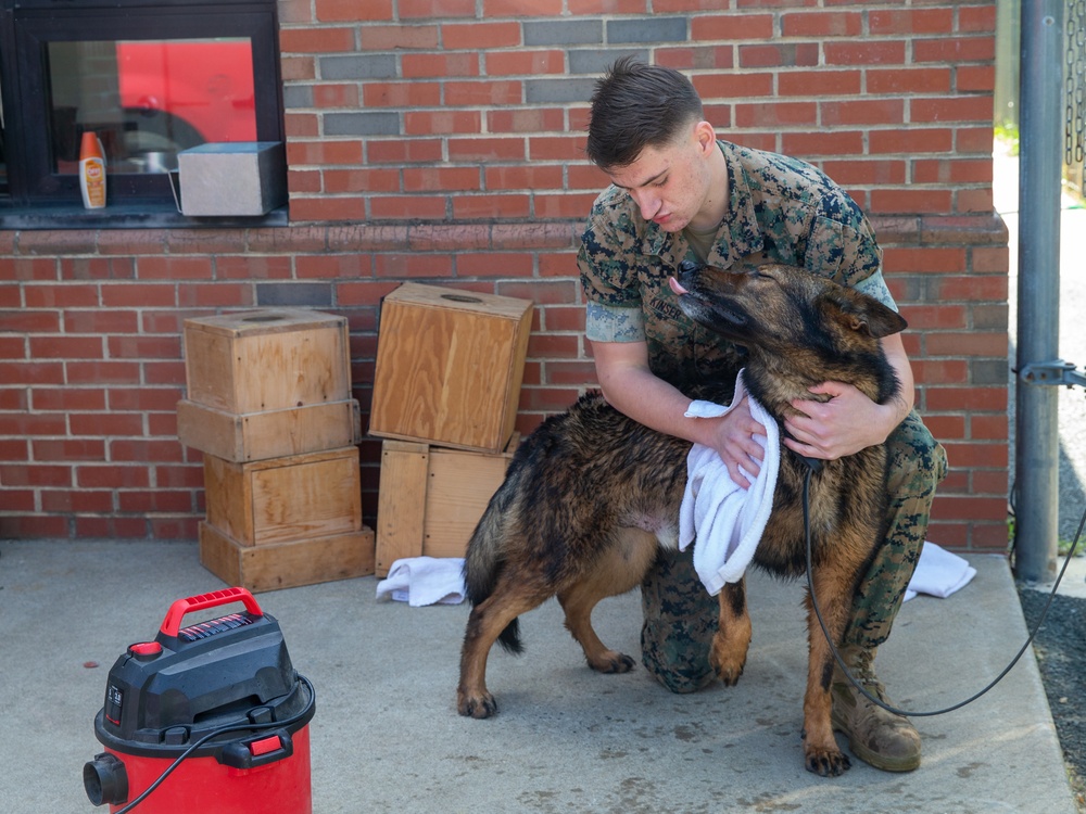 A day in the life of a military working dog