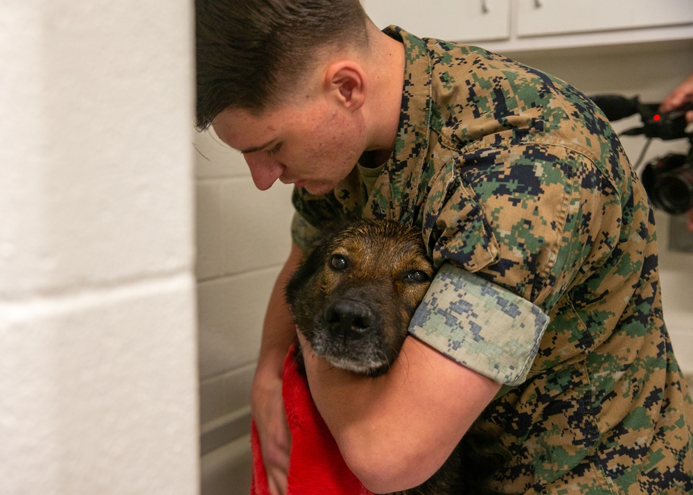 A day in the life of a military working dog