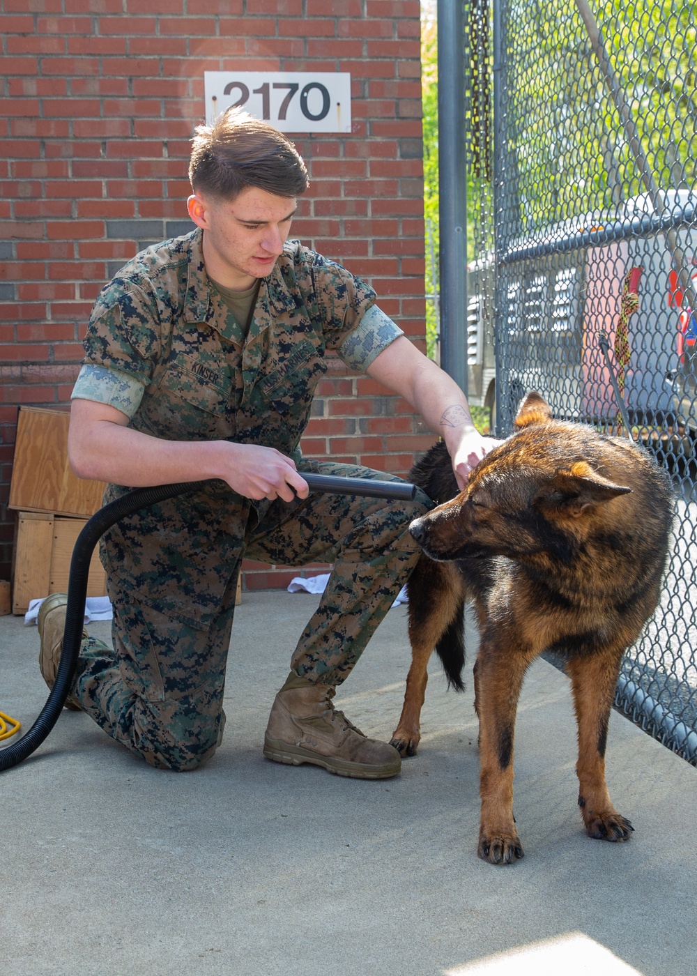 A day in the life of a military working dog