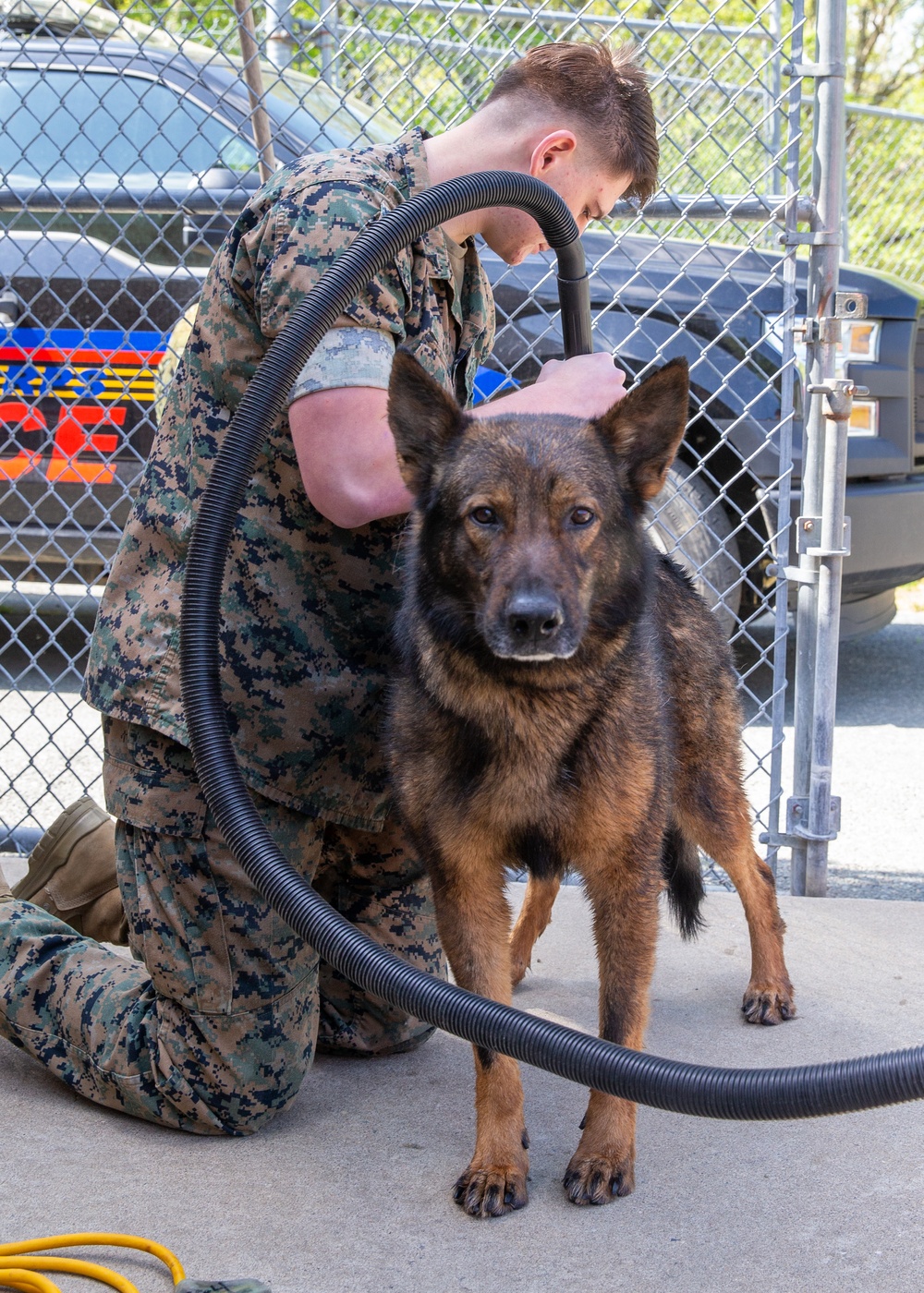 A day in the life of a military working dog