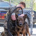 A day in the life of a military working dog