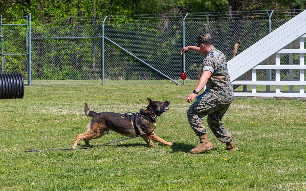 A day in the life of a military working dog