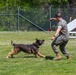 A day in the life of a military working dog