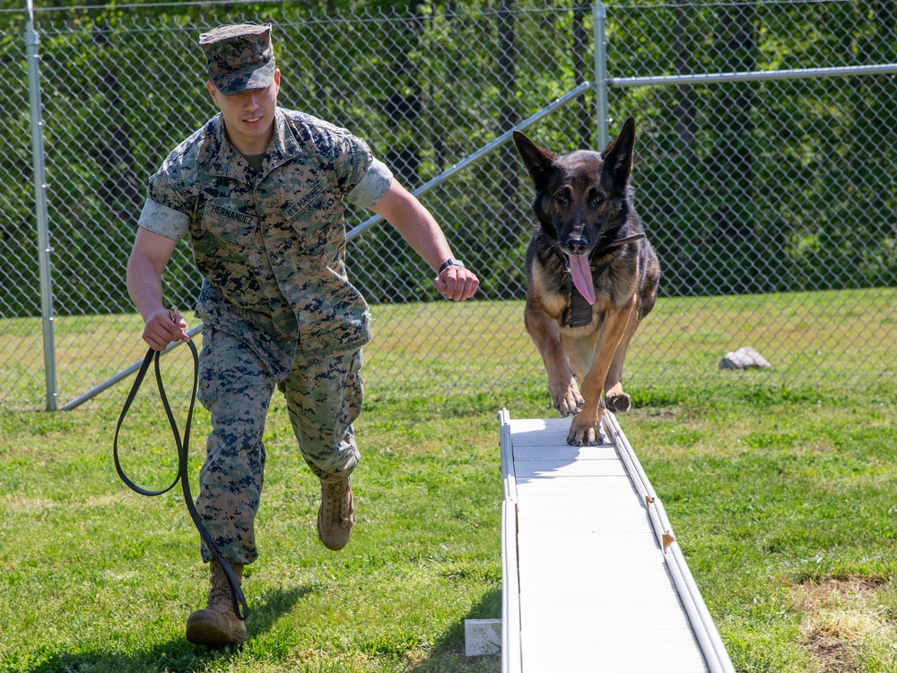 A day in the life of a military working dog