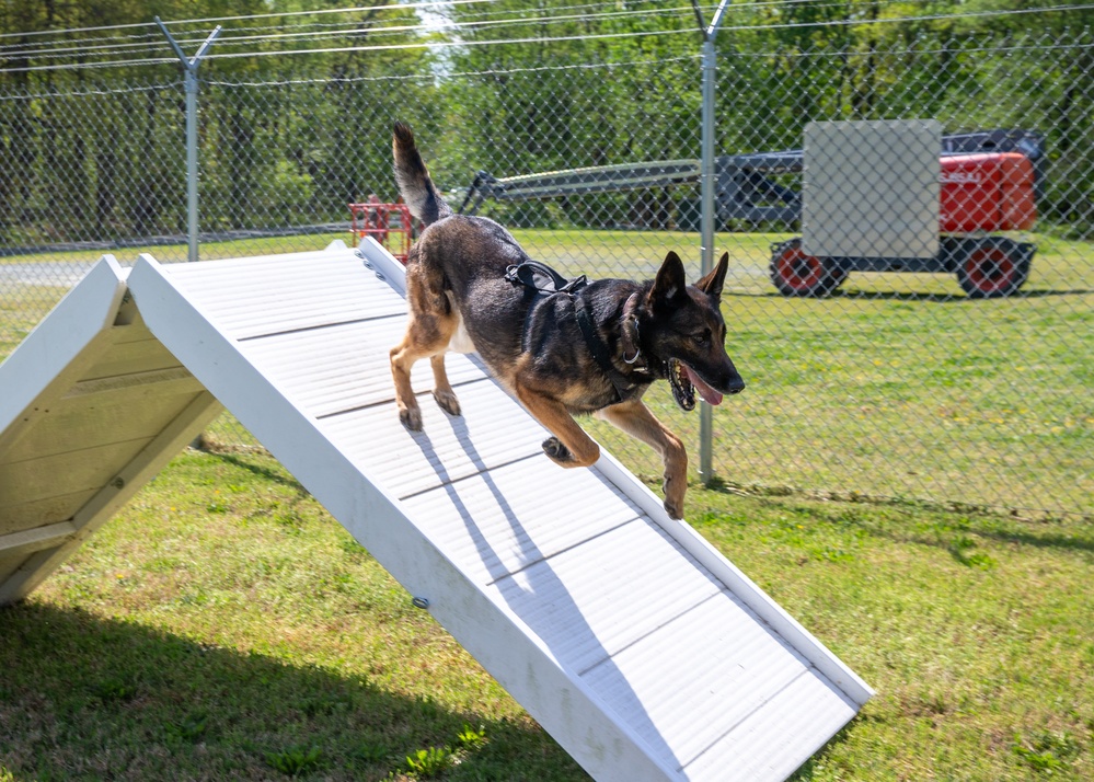 A day in the life of a military working dog